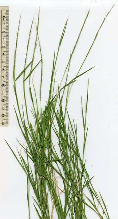  Muhlenbergia tenuifolia